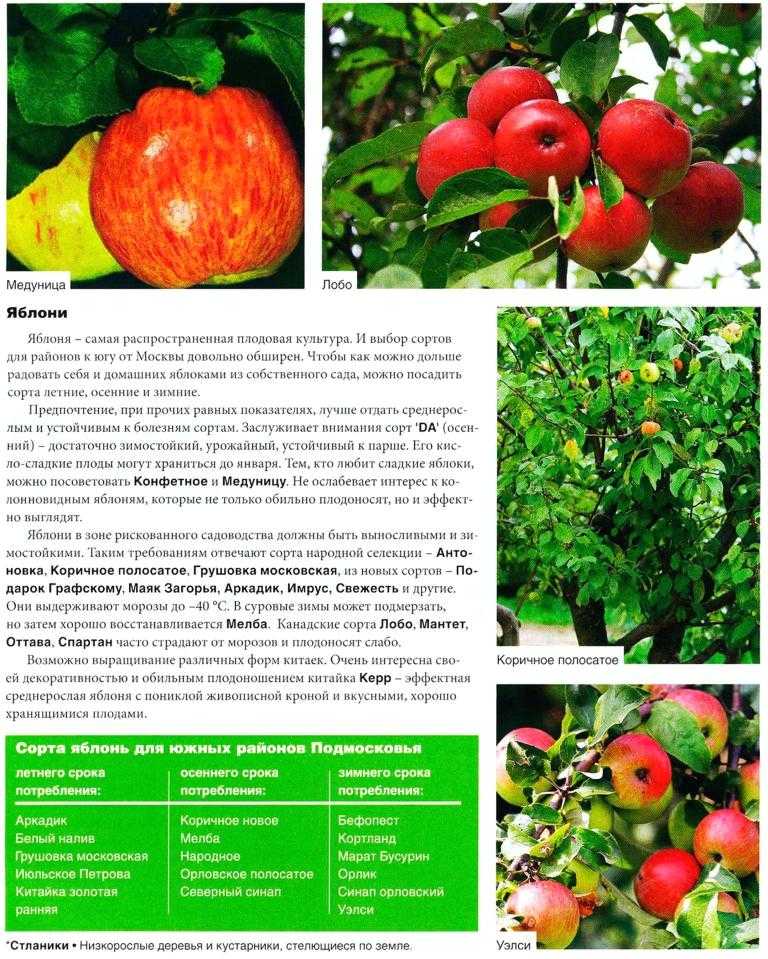 Карликовые сорта яблони для подмосковья: фото и описание, а также отзывы о них | tele4n.net