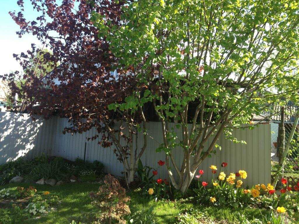 Почему нельзя сажать елки на участке или во дворе: значение примет