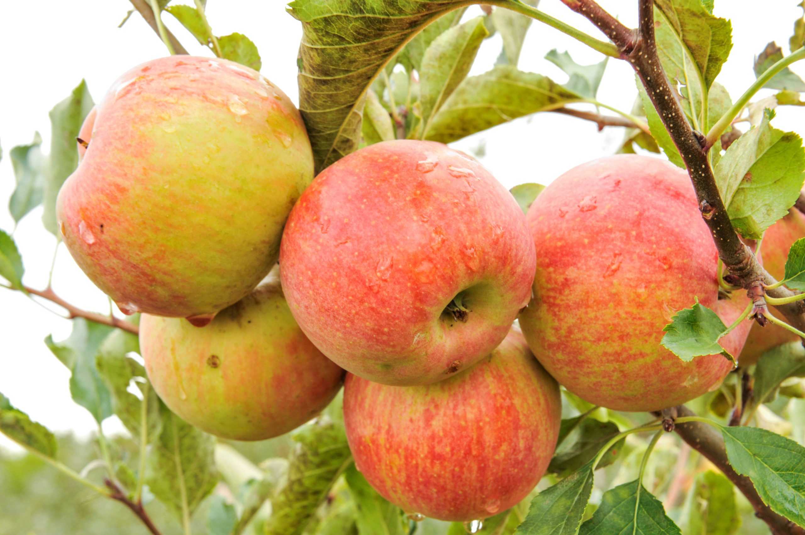 Особенности и описание яблони штрейфлинг