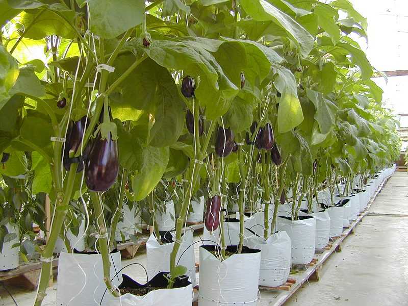 Обрезка томатов, перцев и баклажанов: с чего начать, чтобы не загубить урожай?