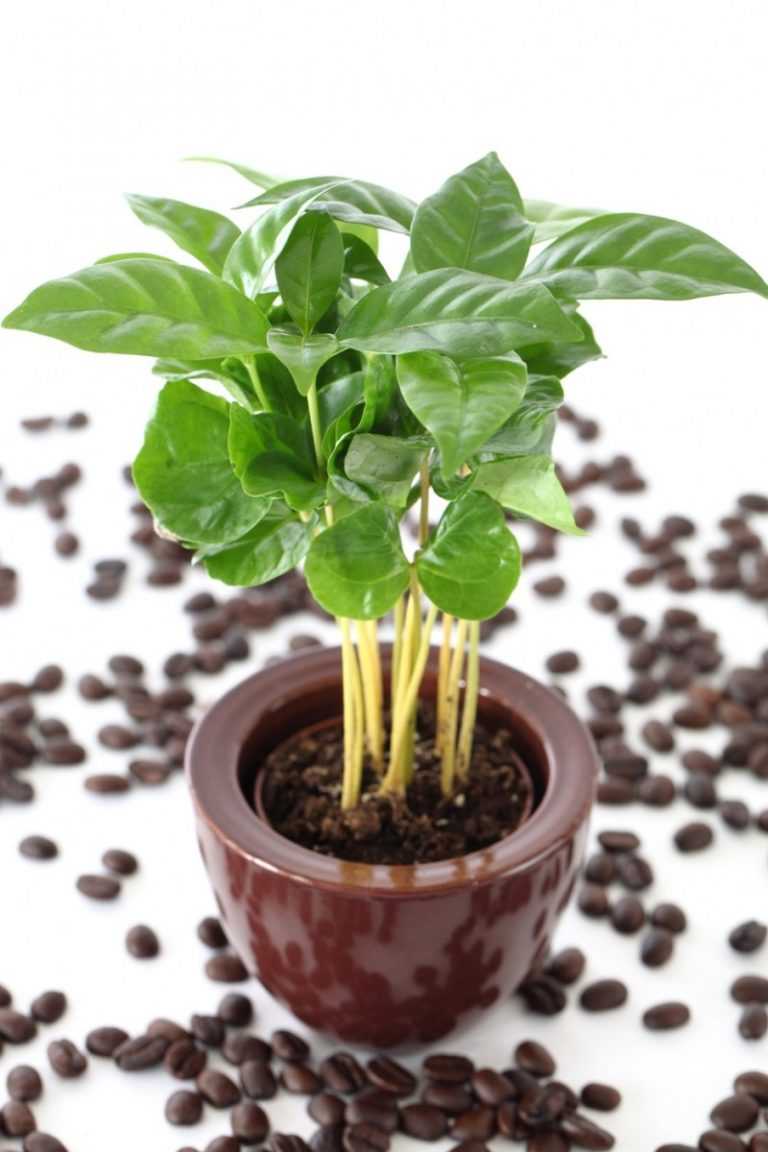 Кофе арабика растение комнатное: как вырастить и ухаживать в домашних условиях - кофевед
