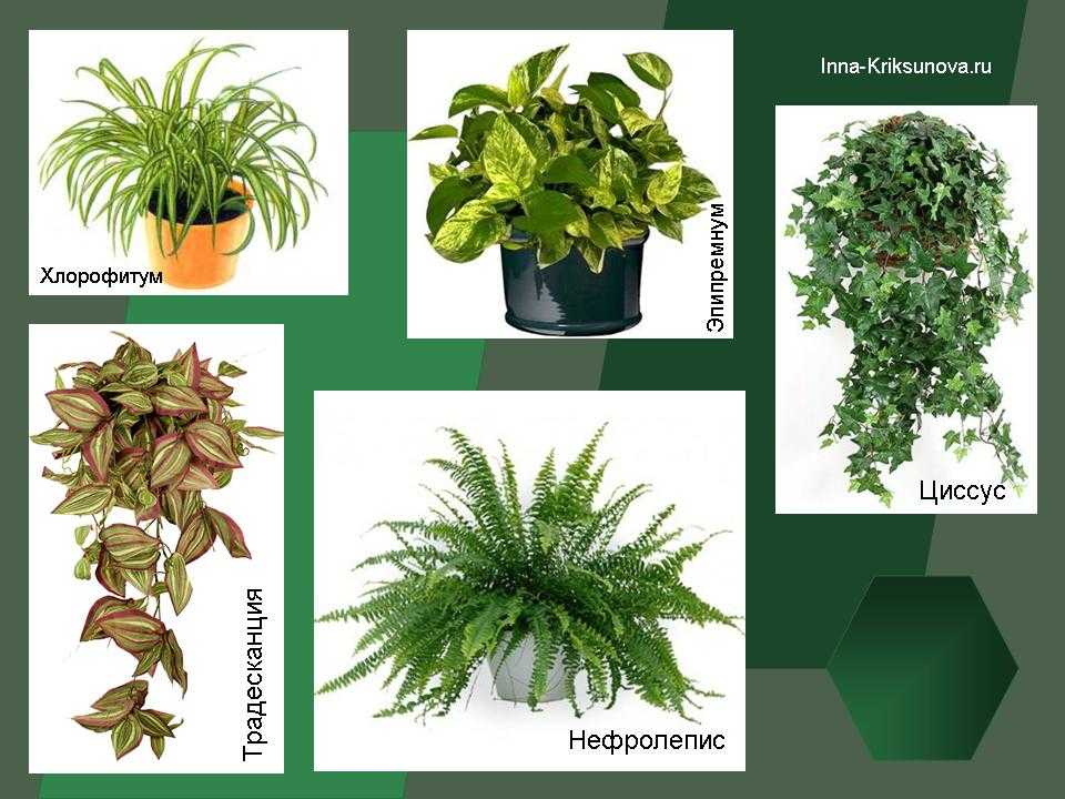 Тенелюбивые комнатные растения- список названий с фото
