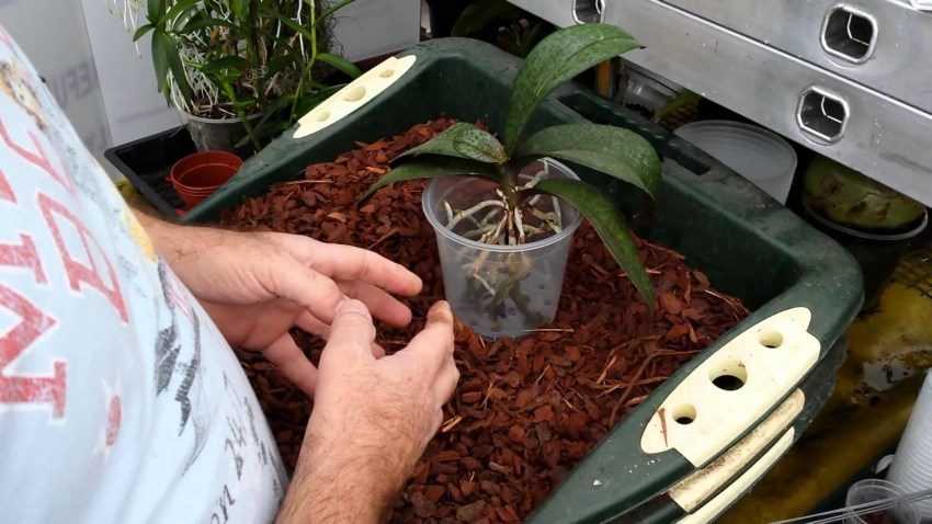 Грунт для орхидей: что нужно знать