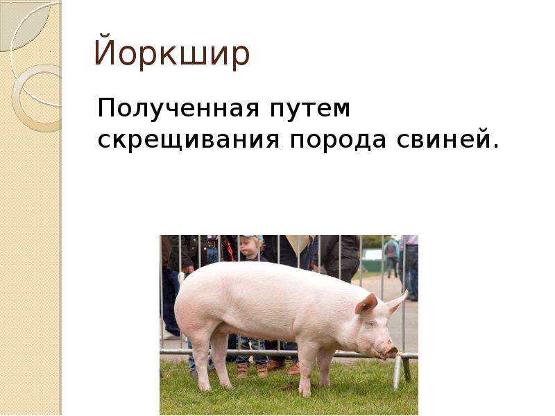 Обзор крупной белой породы свиней йоркшир: фото и видео
обзор крупной белой породы свиней йоркшир: фото и видео