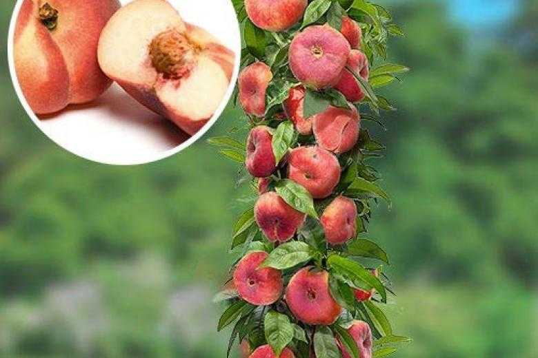 Инжирный персик: описание сортов, полезные свойства, выращивание, посадка и уход