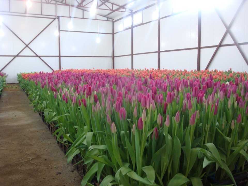Выращивание тюльпанов в теплице в домашних условиях к 8 марта на продажу: бизнес план, технология, линия, уход, выгонка
