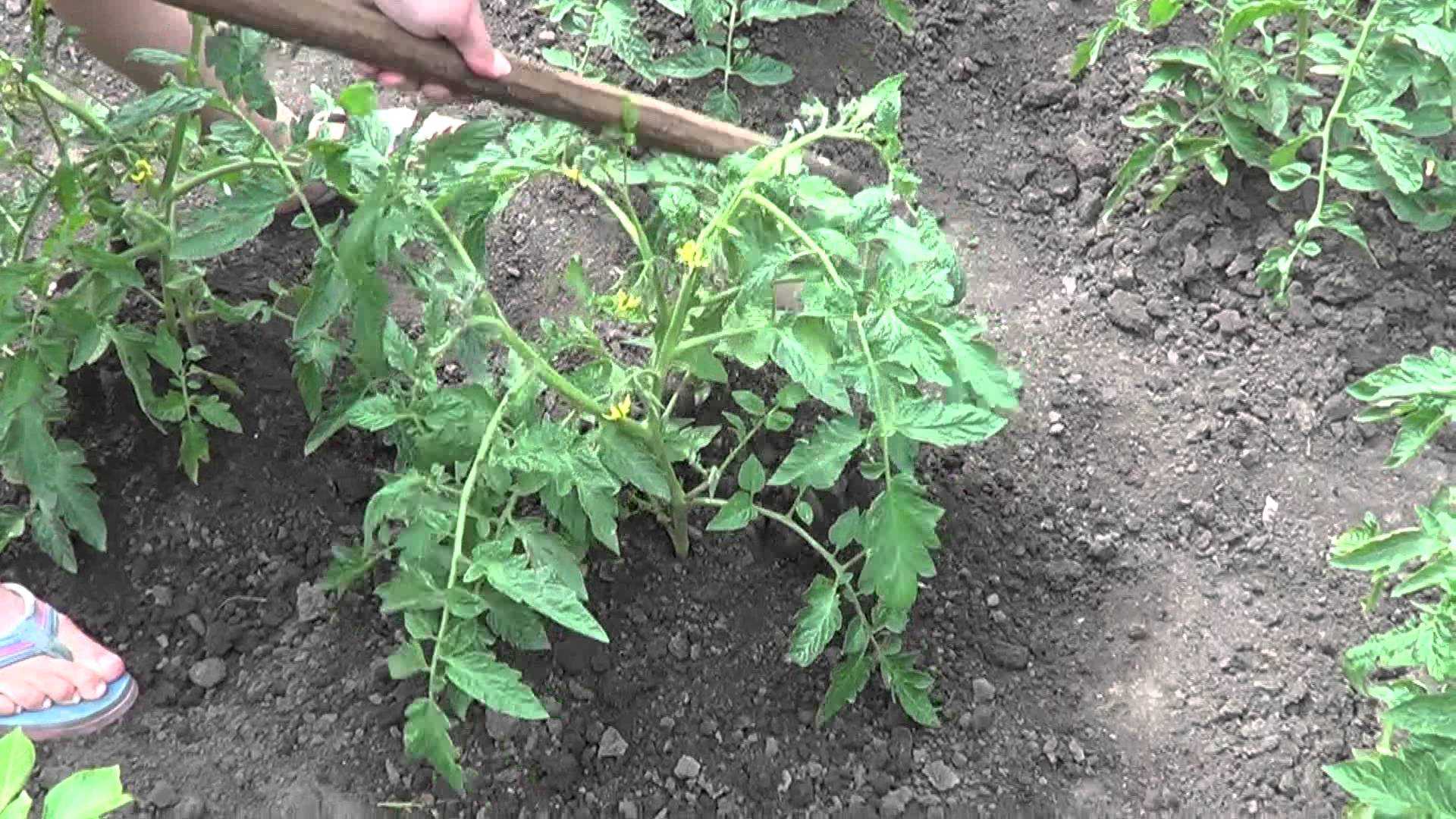 Правильное окучивание томатов — залог большого урожая!