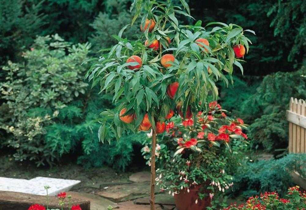 Как посадить персик, выбор саженца и требования к нему, определение места для посадки, подготовка почвы, а также пошаговая инструкция по высадке саженца