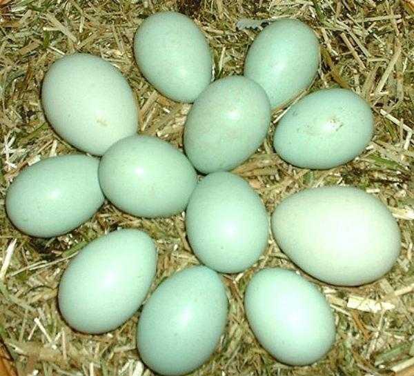 9 пород кур несущие самые крупные яйца