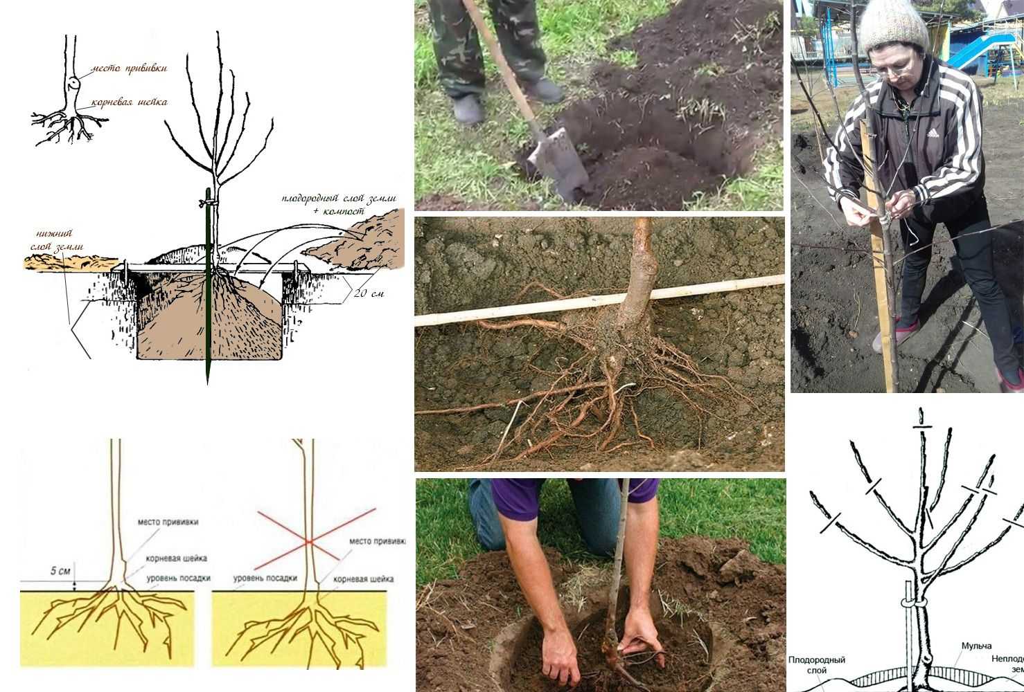 Фруктовые деревья: как выбрать растения для будущего сада