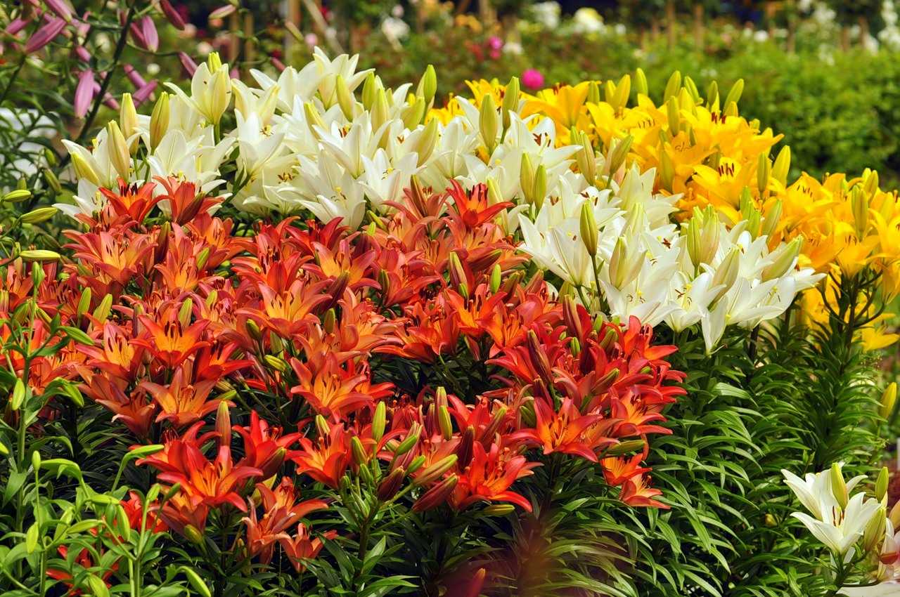 Разноцветный мир садоводства: виды и сорта лилий с описаниями и фото