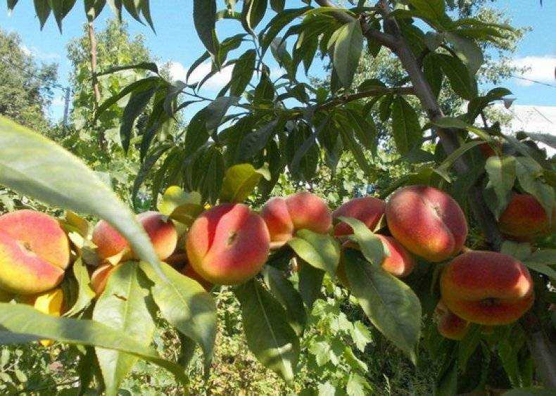 Инжирный персик: описание, сорта, выращивание