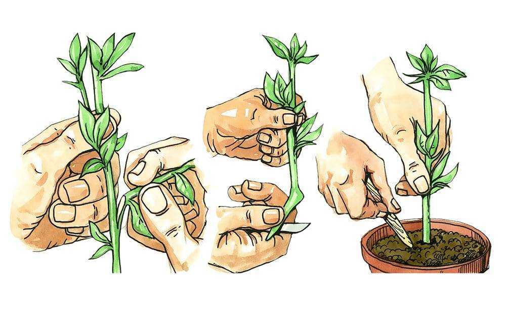 Как размножить хризантемы черенками, советы и рекомендации