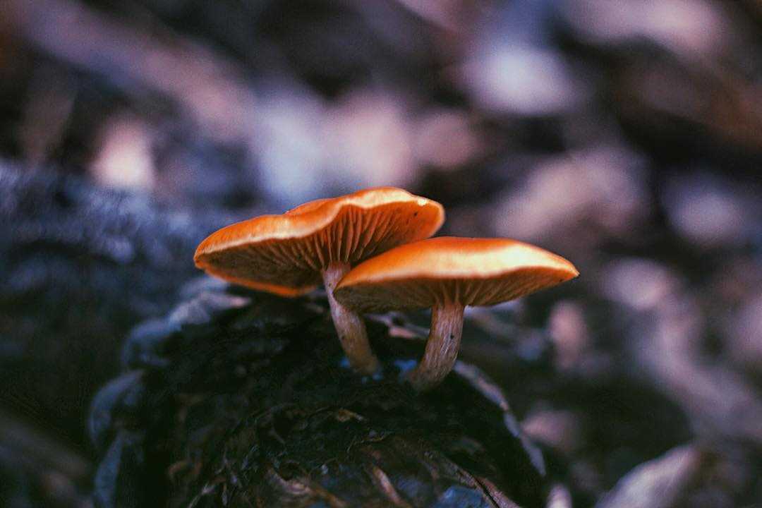 Плесневые грибы: строение и виды, польза и вред грибов