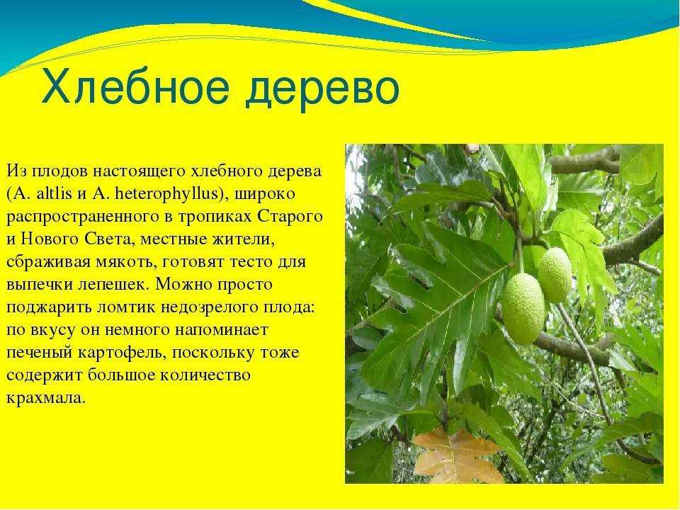 Самый большой экзотический фрукт - джекфрут (хлебное дерево)