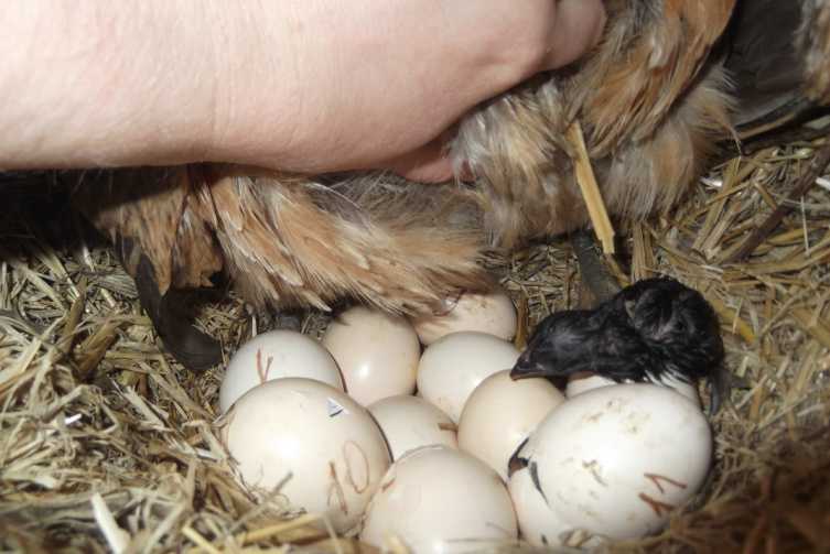 Как отучить кур клевать свои яйца в гнезде - простой способ