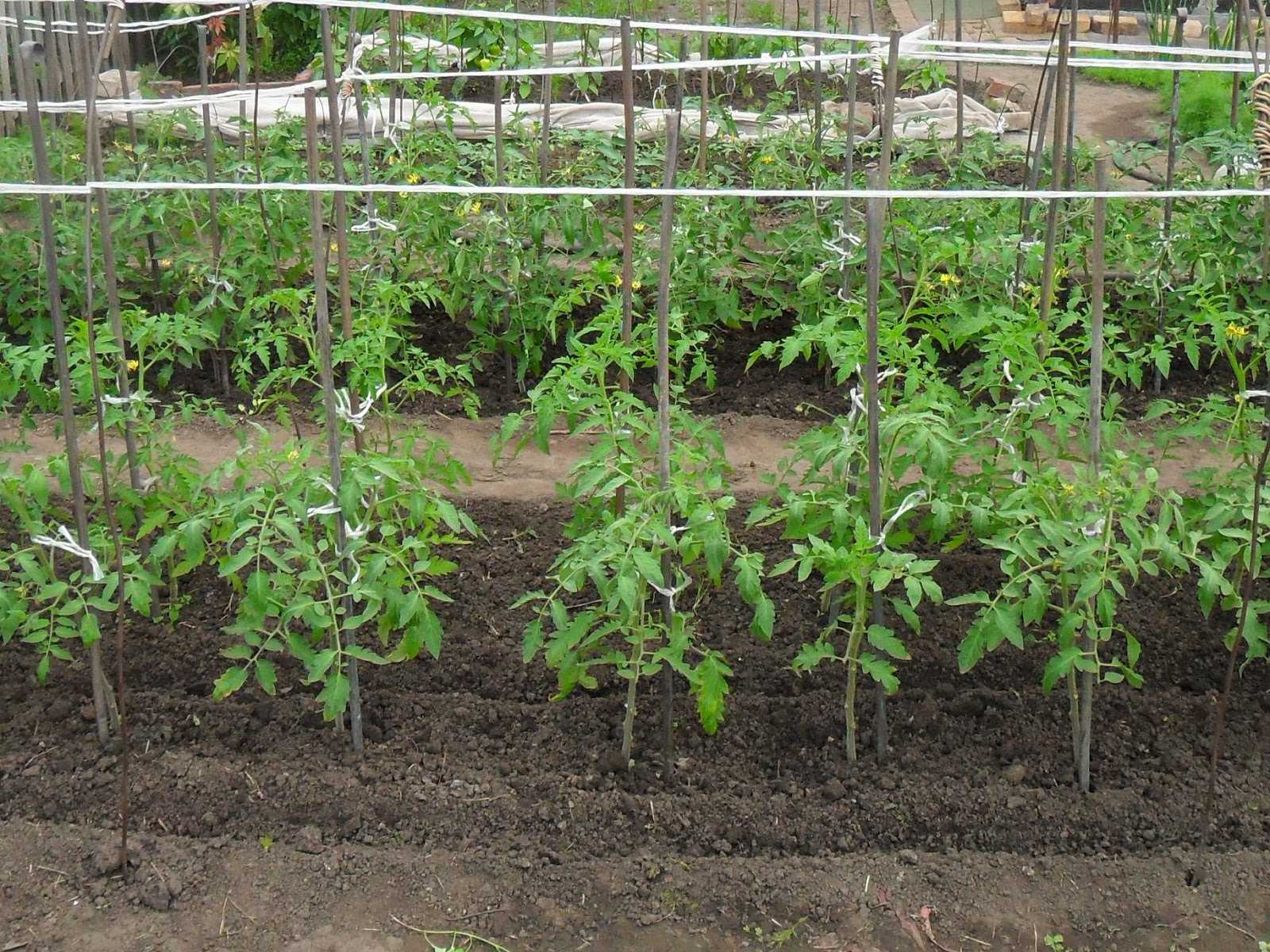 Выращивание перцев в теплице от посадки до урожая, особенности ухода