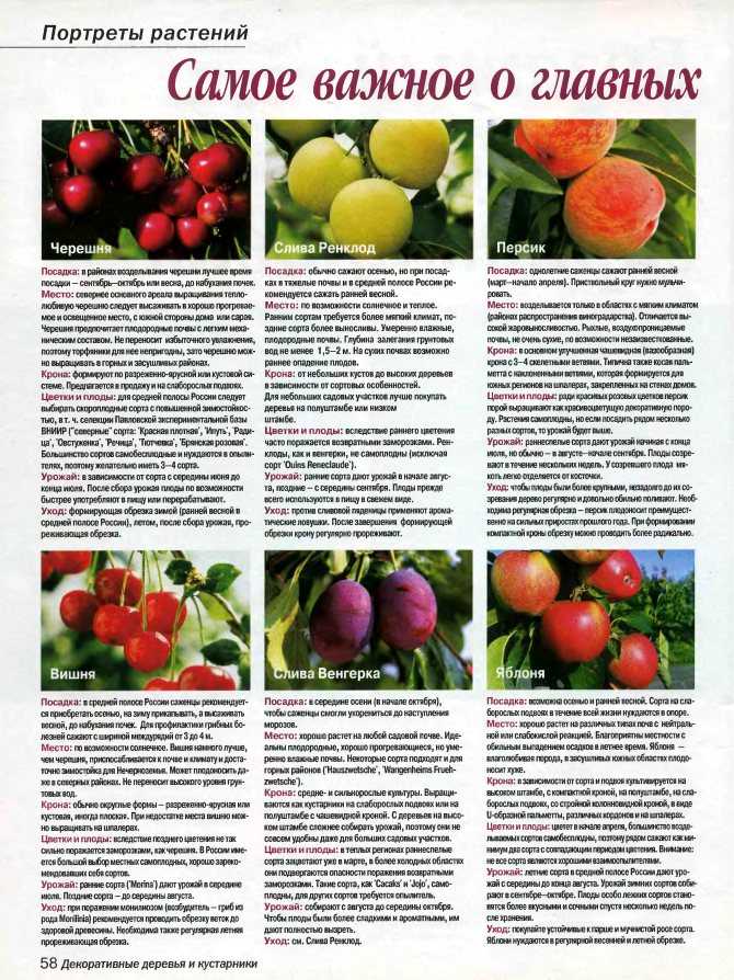 Вишня новелла: описание выращивания, ключевые характеристики, лучшие опылители