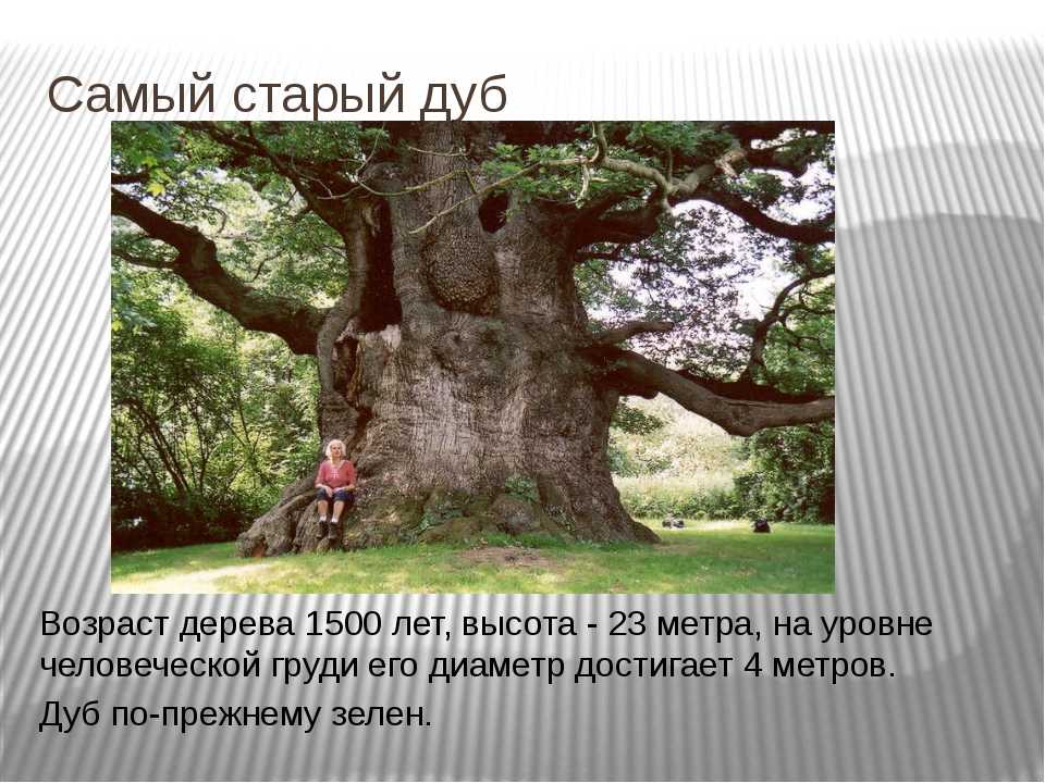 Дуб (oak), дерево дуб, древесина дуба. вторая часть статьи
