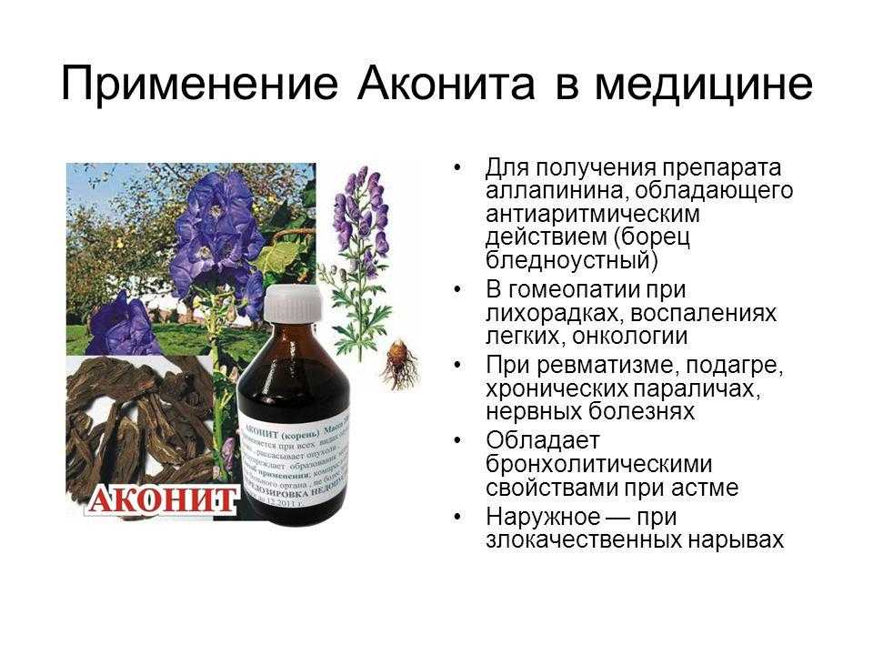 Аконит(растение): фото цветка и применение в гомеопатии