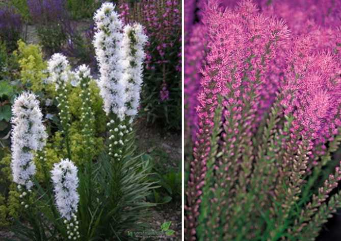 Цветок лиатрис: посадка и уход в открытом грунте, фото, выращивание из семян