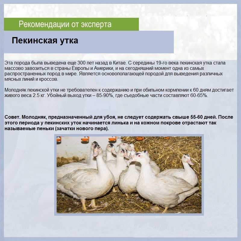 ᐉ утки муларды: особенности выращивания, содержания и разведения в домашних условиях с видео и фото, отзывы - zoovet24.ru