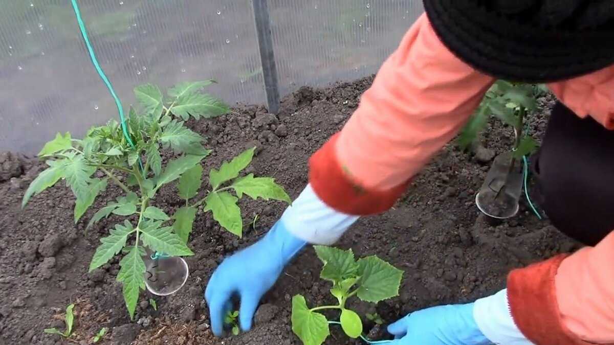 Подкормка арбузов в открытом грунте: после высадки, во время цветения и плодоношения