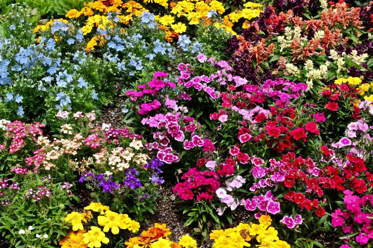 Необычные яркие бутоны — визитная карточка растения под названием импатиенс Его ампельная разновидность популярна среди цветоводов