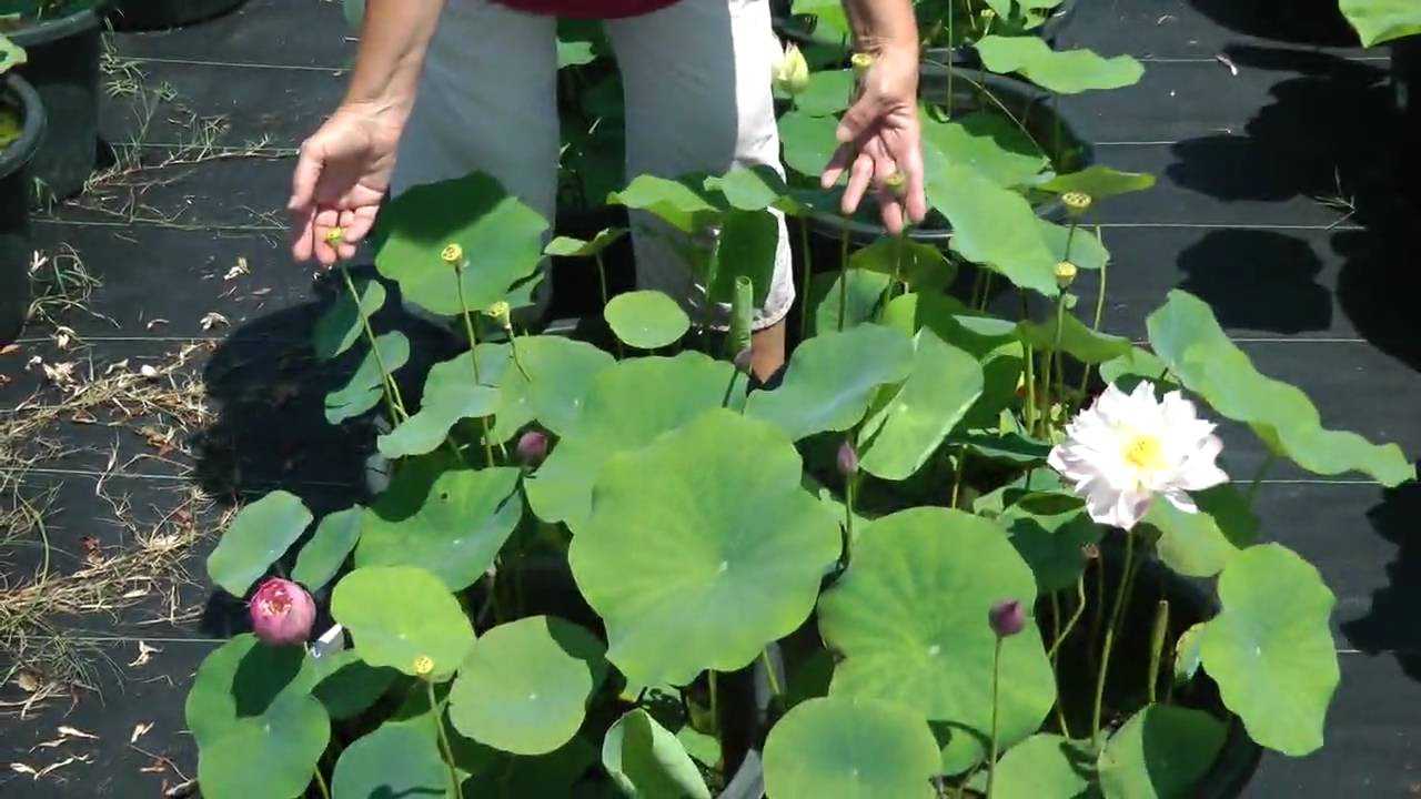 Как вырастить лотос из семян дома и на участке с прудом