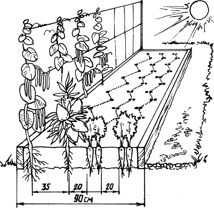 Схема посадки перца в теплице: расстояние между рядами и в ряду — как сажать перцы в теплице — про огород