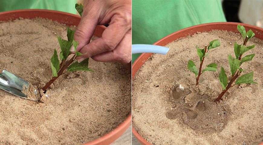 Как рассадить спирею делением куста, можно ли размножить при пересадке осенью и летом