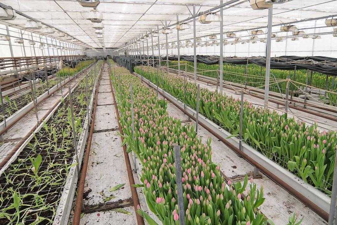 Выращивание тюльпанов в теплице проект. как заработать на выращивании тюльпанов? правильный уход за цветами