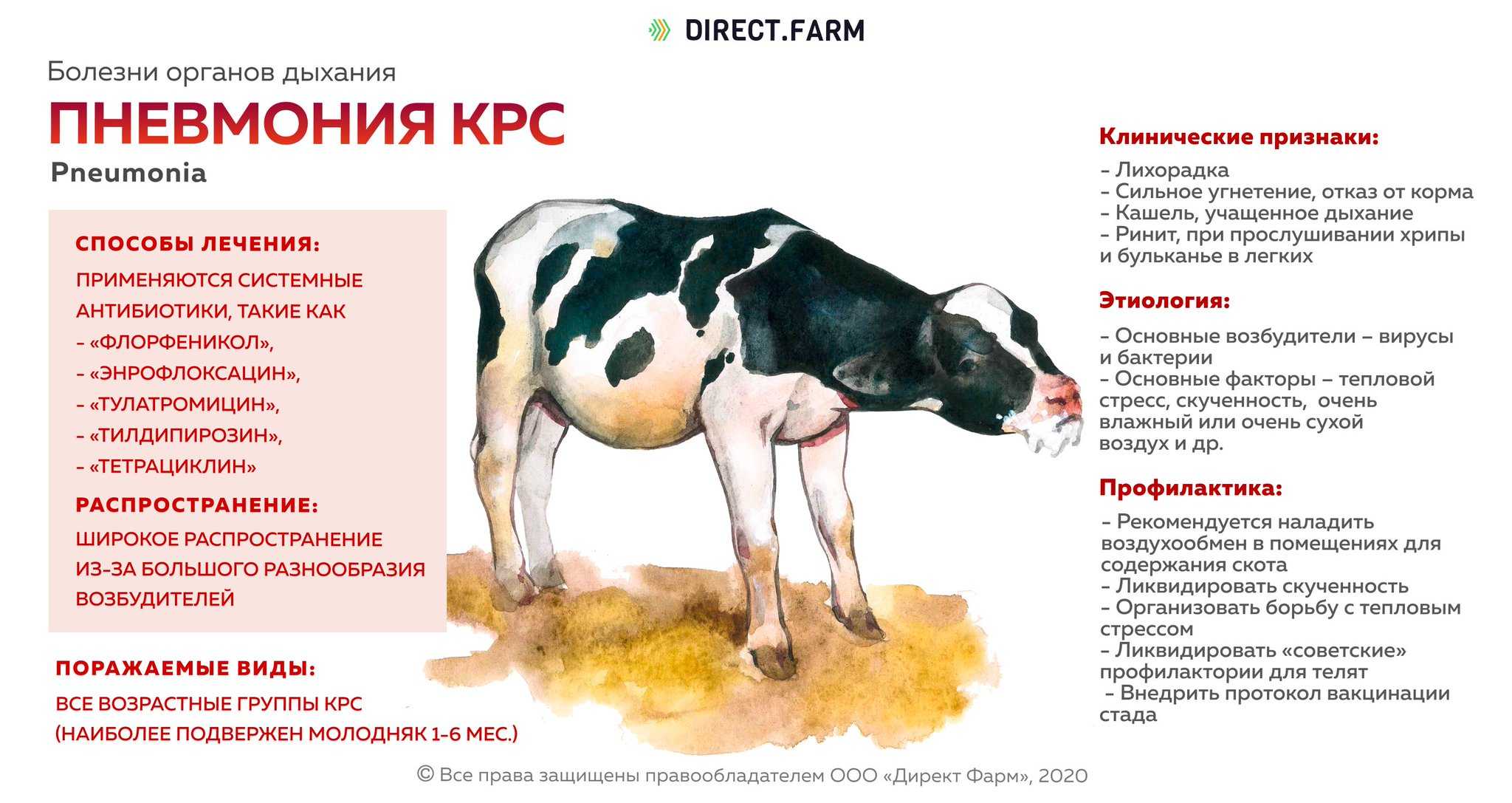 Как избежать болезней вымени у коров