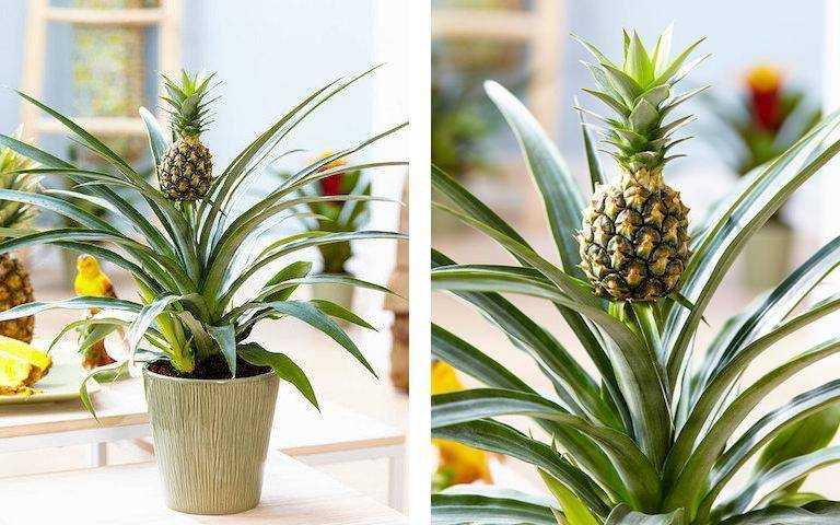 Как вырастить ананас в домашних условиях? пошаговая инструкция