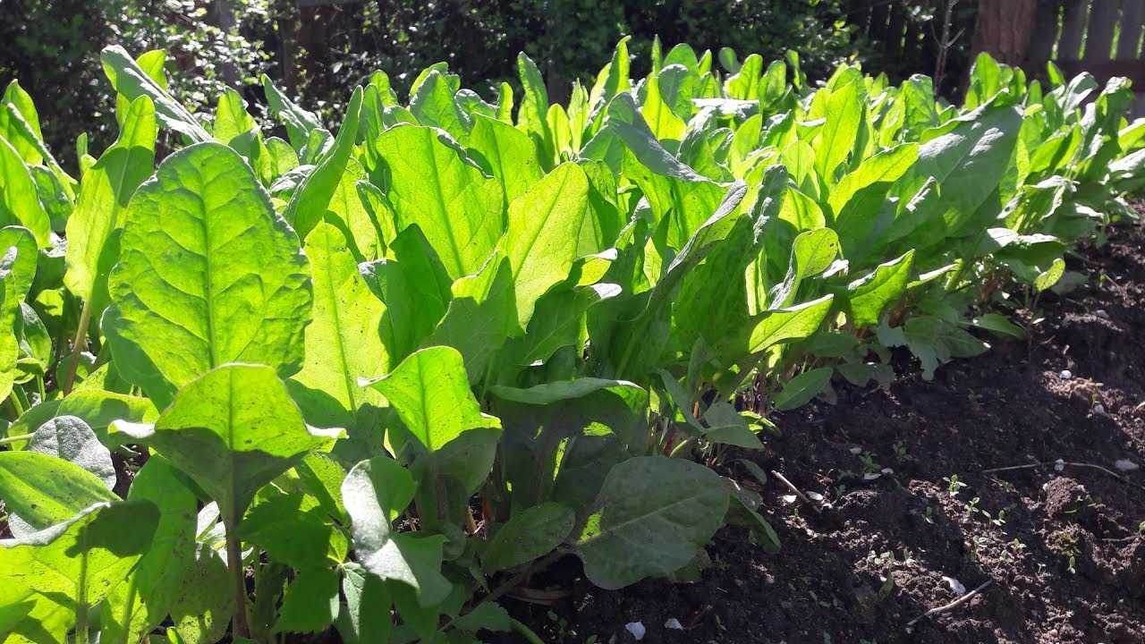Щавель — особенности выращивания и лучшие сорта витаминной зелени