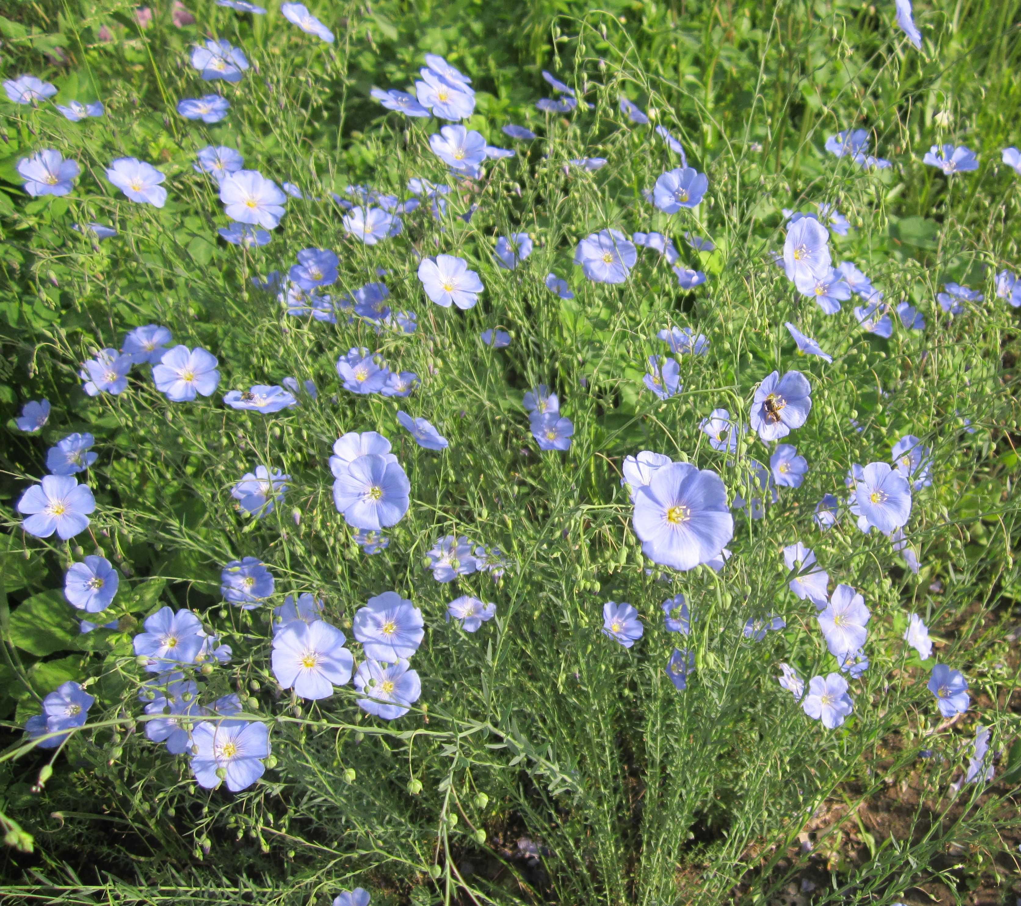Лен голубой многолетний выращивание и уход в открытом грунте, посадка и размножение сорта, сочетание в ландшафтном дизайне, фото