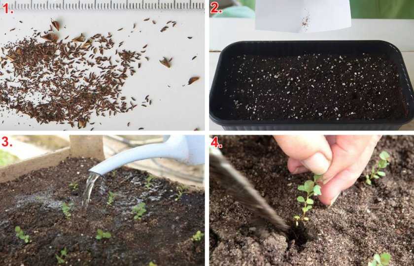 Размножение спиреи: черенками и отводками, весной, летом и осенью, простой способ