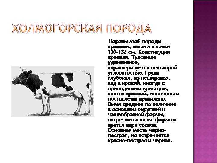 Опытные хозяйственники нередко рекомендуют обратить внимание на Холмогорских коров Они славятся неприхотливостью, отдачей продукции, болезнеустойчивостью