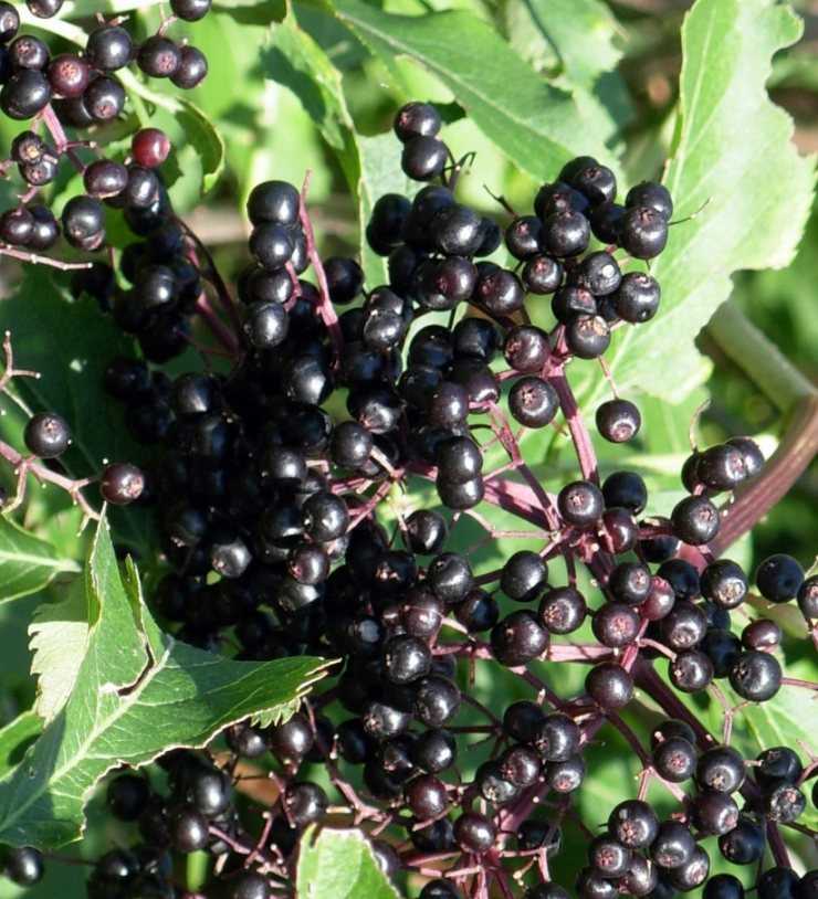 Бузина растение: описание, бузина красная и черная, лечебные свойства бузины и противопоказания