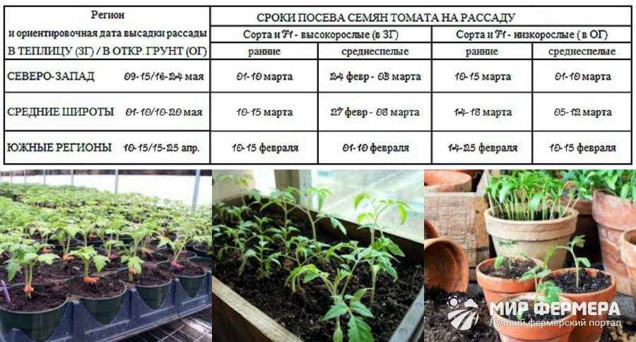 Выращивание патиссонов: секреты богатого урожая