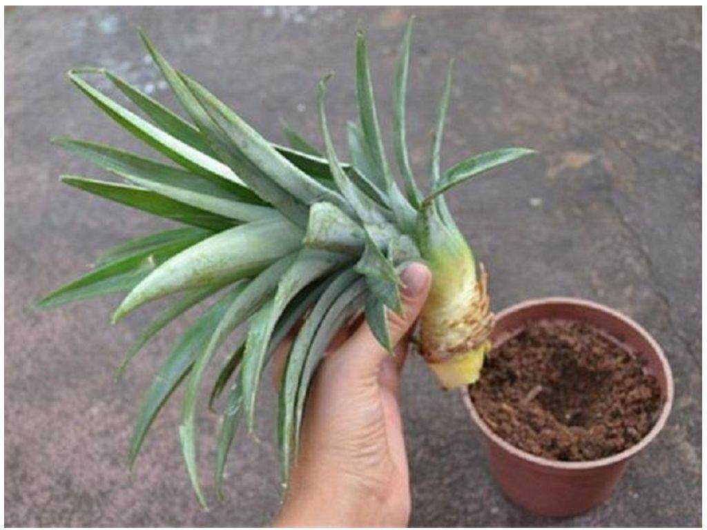 Как вырастить ананас в домашних условиях? из верхушки (розетки). фото