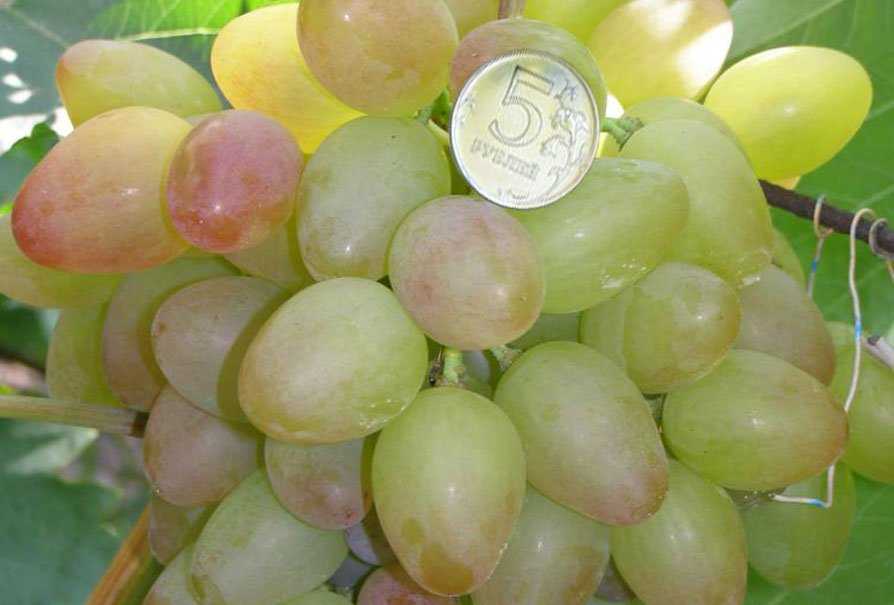 Описание и тонкости выращивания винограда сорта тайфи