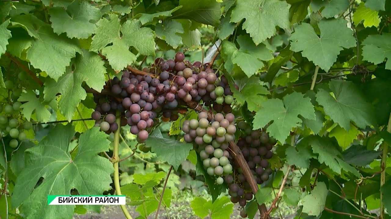 Как спасти виноград от мучнистой росы или оидиума: советы опытного виноградаря олены непомнящей