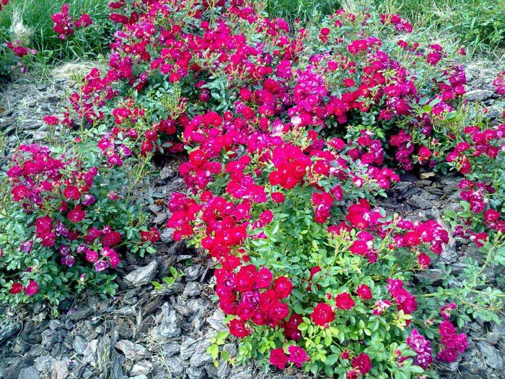 Роза «фейри»: характеристика, советы по выращиванию. почвопокровная роза «фейри»: описание, выращивание роза фейри данс отзывы