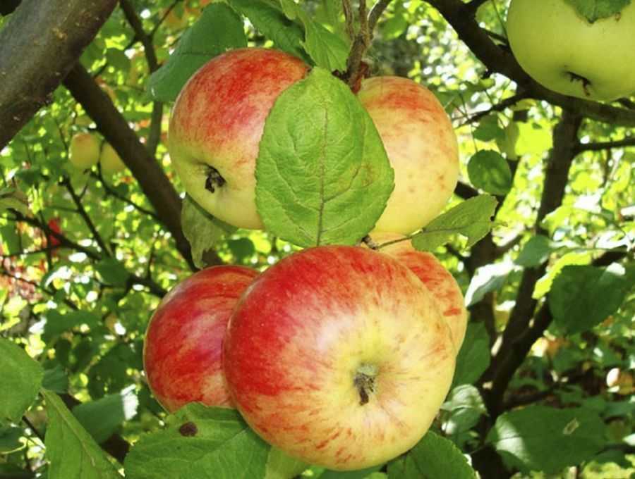 Штрифель — сорт яблок, описание и характеристика, как ухаживать за яблоней