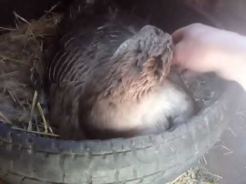 ✅ сколько гуси сидят на яйцах. как определить сроки вывода гусят, если выводит гусыня сама - cvetochki-ulyanovsk.ru