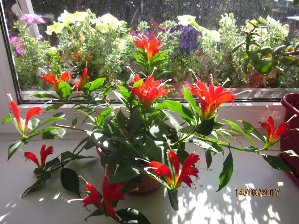Цветок эсхинантус: уход в домашних условиях, размножение