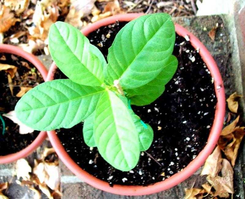 Субтропическое растение — фейхоа. описание и фото, выращивание в домашних условиях и размножение