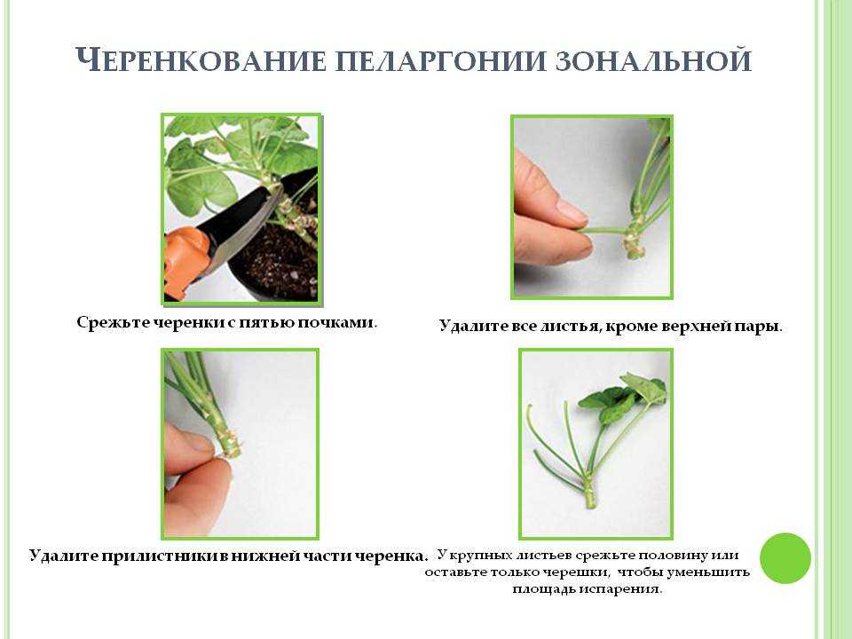 Как размножить хризантему черенками в осенний период самостоятельно