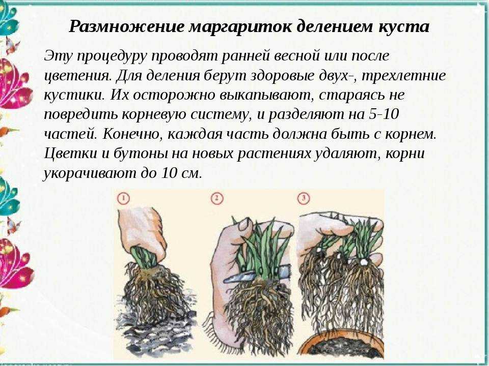 Секреты выращивания сибирских ирисов